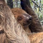 scoop on sloths at jenkinsons aquarium on march 8th from 5:30-6pm