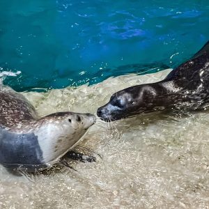 Picture of two seals enjoying themselves in the water at the zoo.