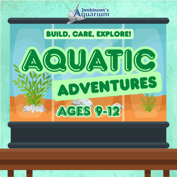 Aquatic Adventures: Build, Care, Explore!
