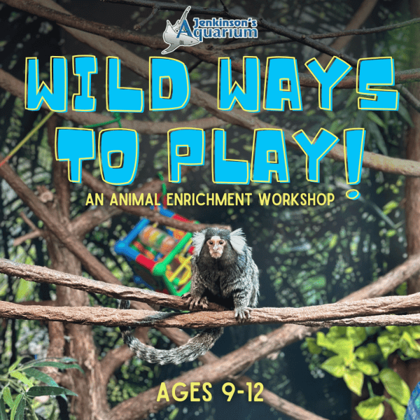 Wild Ways to Play: Animal Enrichment Workshop