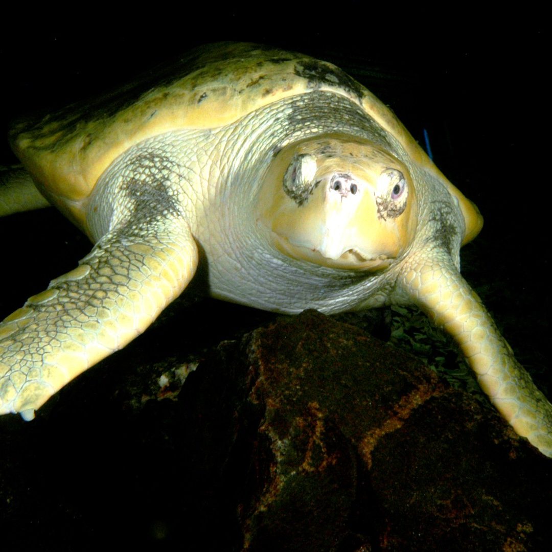 kemp's ridley sea turtle