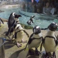 african penguins at jenkinson's aquarium african penguins at jenkinson's aquarium