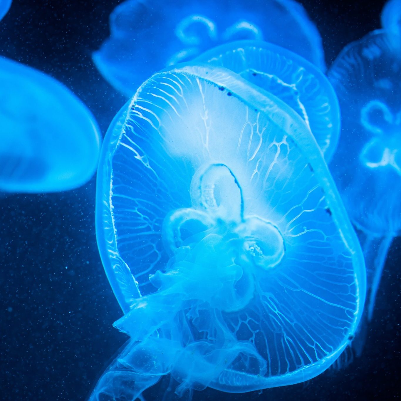 beautiful-jellyfishes-details-closeup-shot-of-swi-2023-11-27-04-50-15-utc