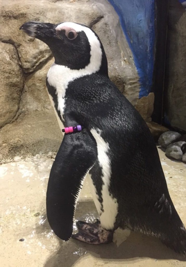 Picture of Dassen the Penguin at Jenkinson's Aquarium.