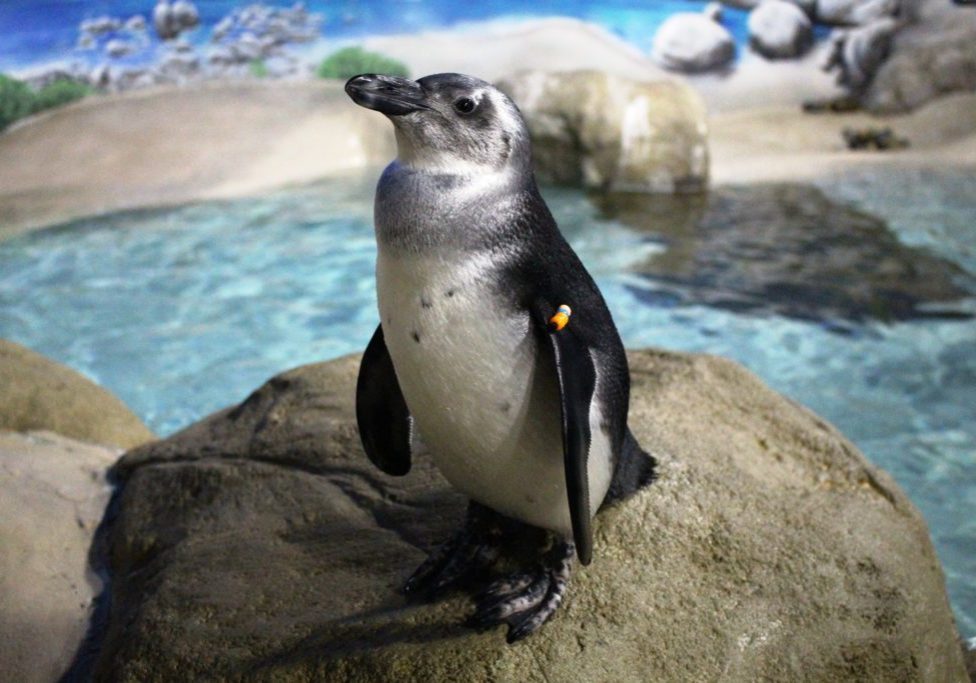 jenkinsons-aquarium-african-penguin-Zuri