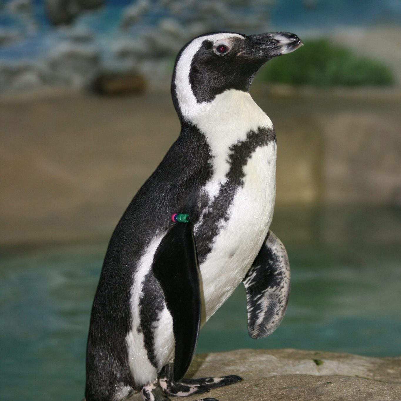 jenkinsons-aquarium-african-penguin-capt-jack