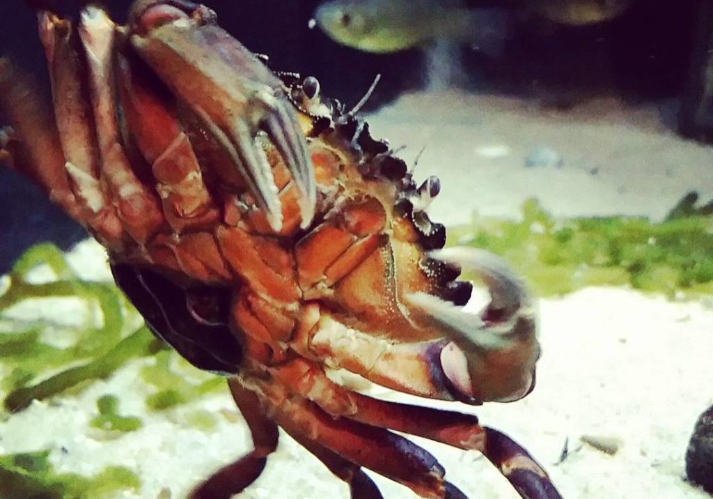 jenkinsons-aquarium-crab