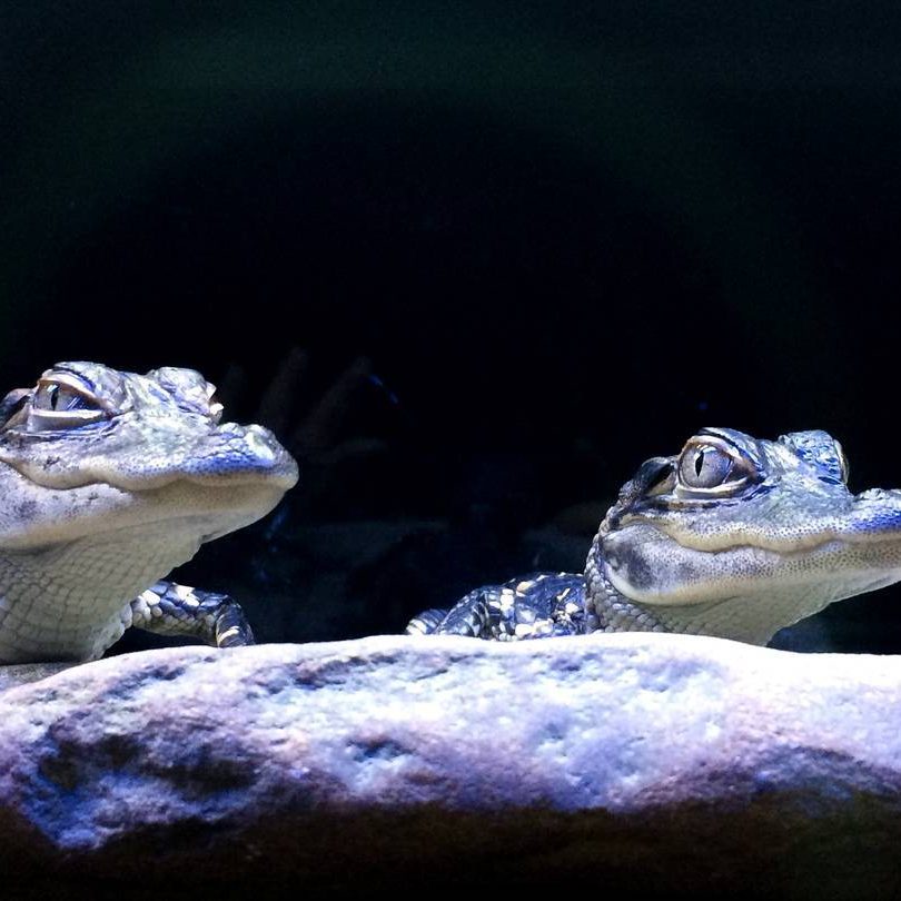 jenkinsons-aquarium-crocs