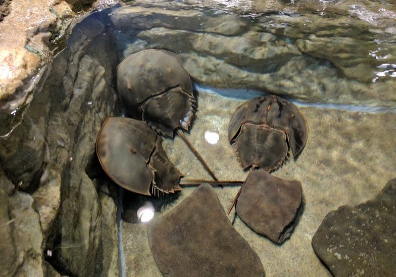 jenkinsons-aquarium-horseshoe-crabs