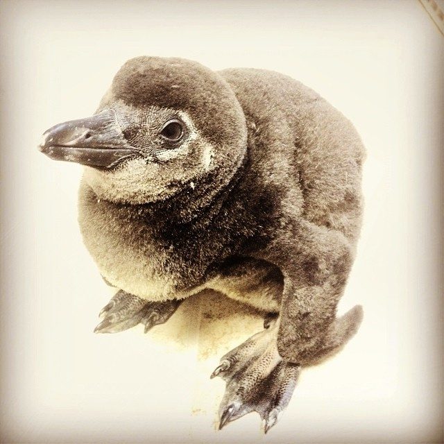 jenkinsons-aquarium-individual penguin