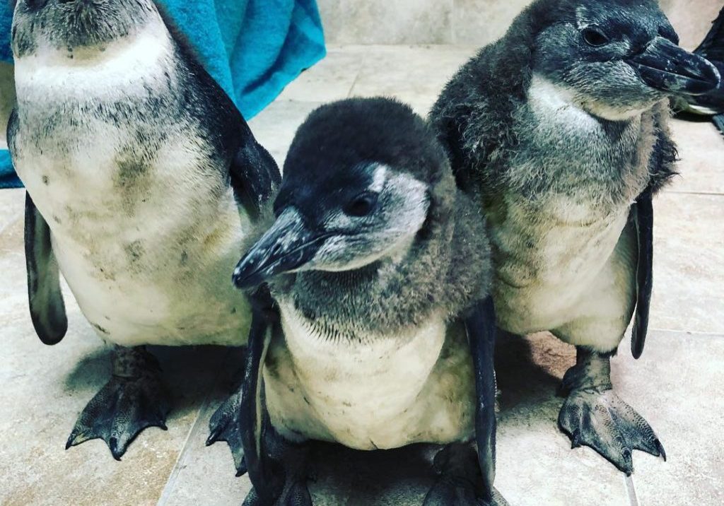 jenkinsons-aquarium-penguins