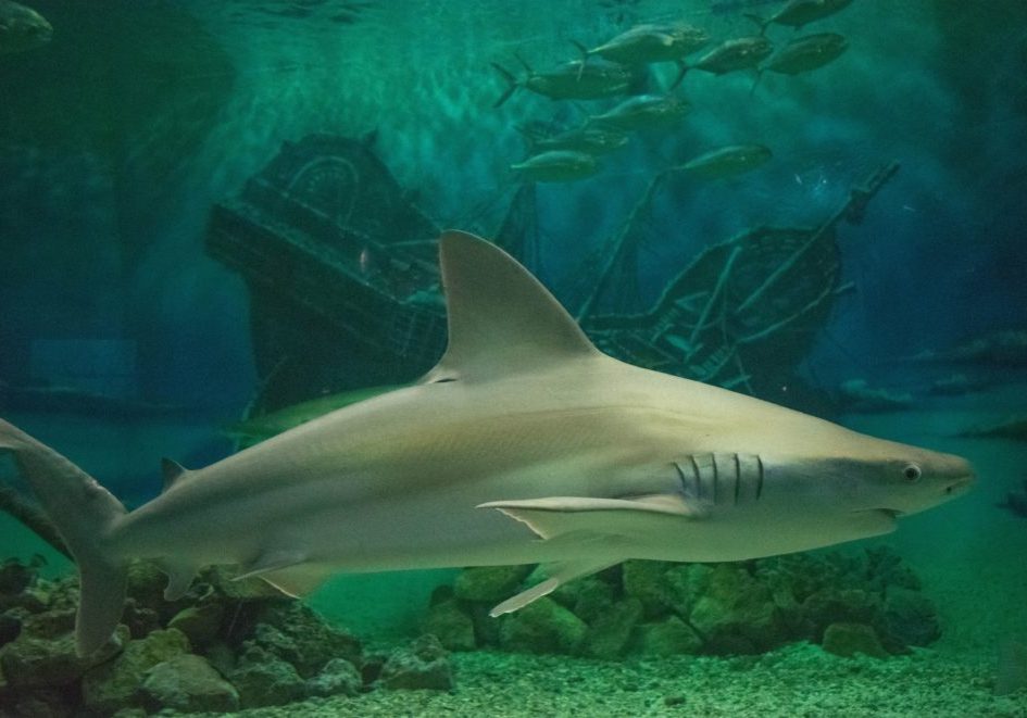 jenkinsons-aquarium-shark-2