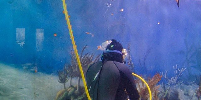 jenkinsons-aquarium-shark-snorkler