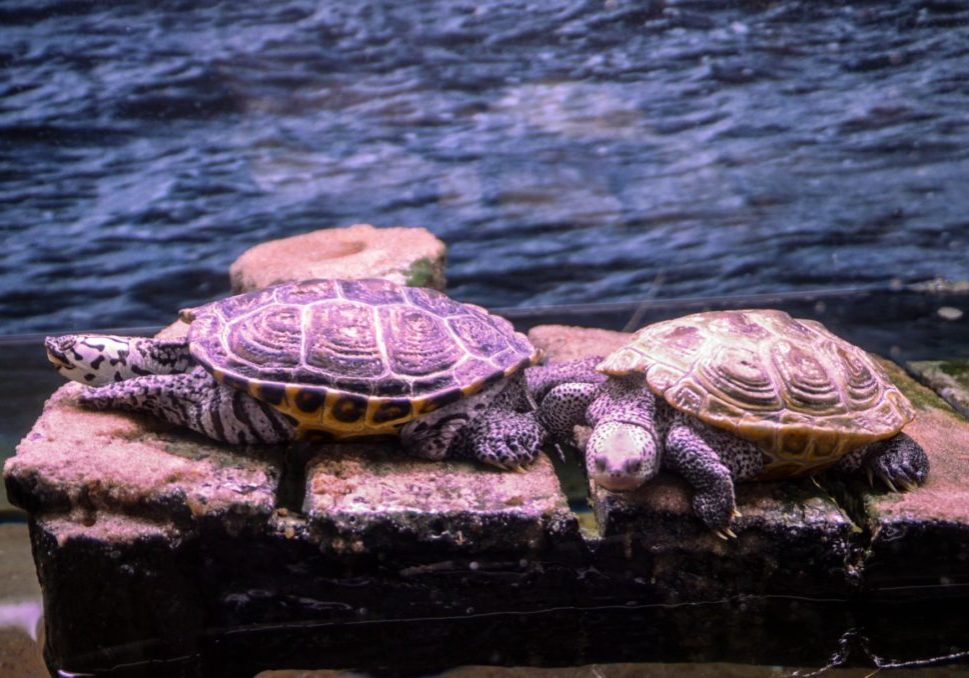 jenkinsons-aquarium-two-turtles