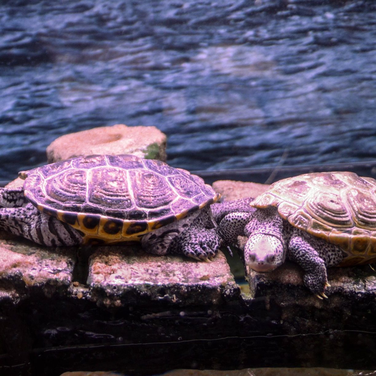 jenkinsons-aquarium-two-turtles