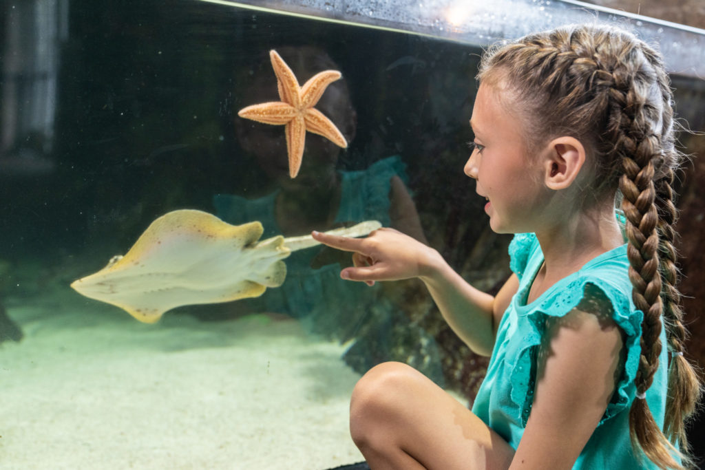 Girl with braids views stingray and sea star at Jenkinson's Aquarium's touch tank