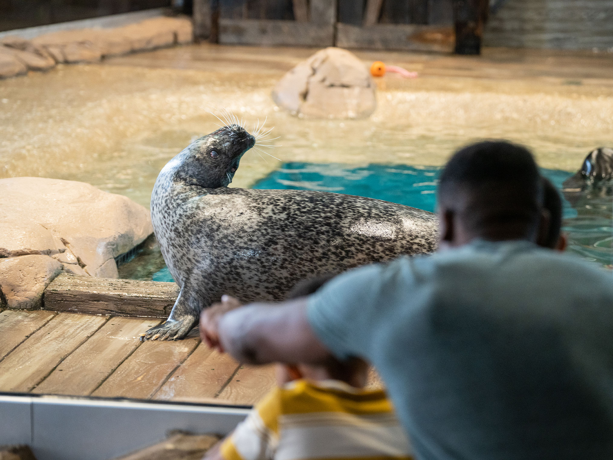 Seal at Jenkinson's Aquarium