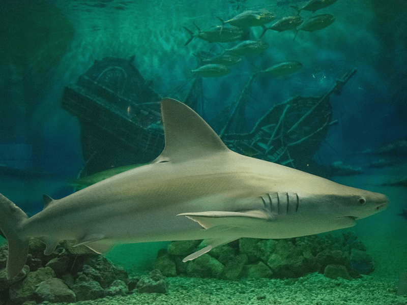 Shark swimming at Jenkinson's Aquarium