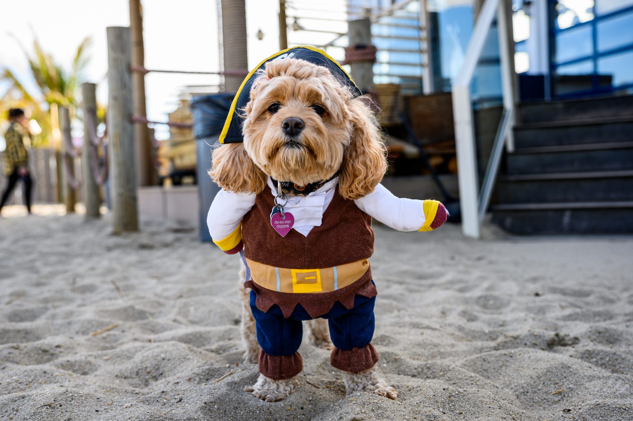 A pirate dog enjoying the beach, wearing a pirate costume with a hat and an eyepatch.