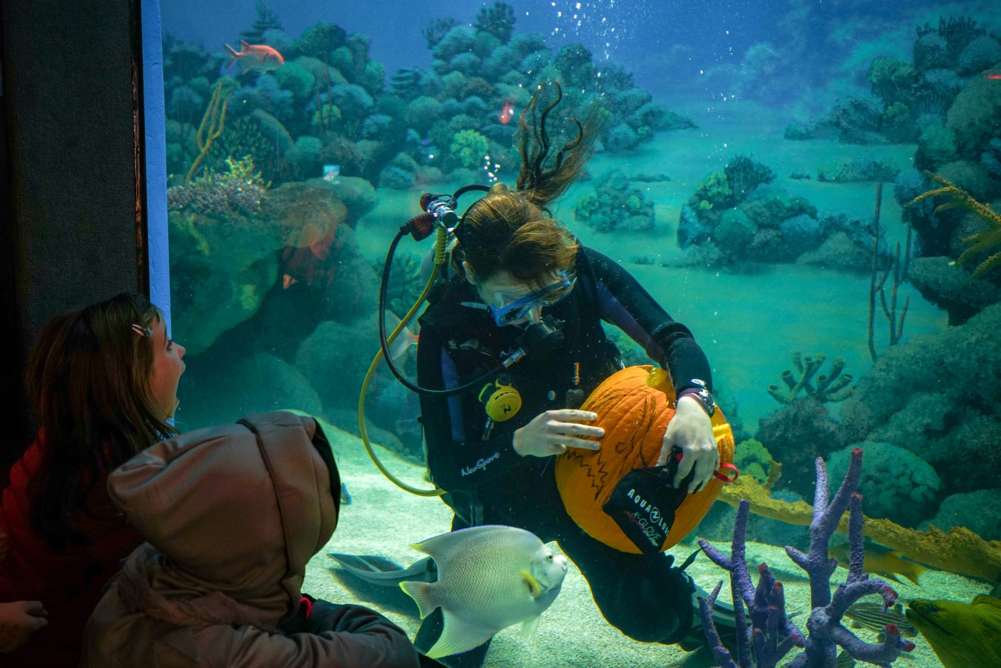 A scuba-suited woman observing fish in an aquarium.