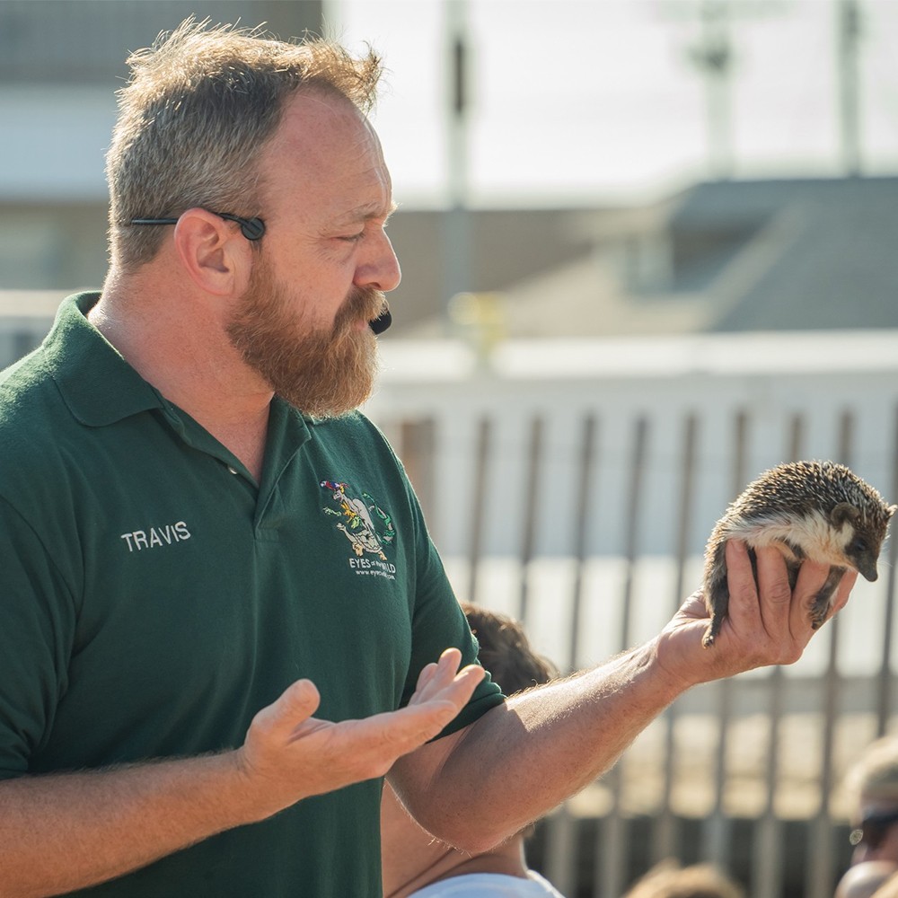 A man in a green shirt gently holds a small hedgehog in his hands, showcasing their adorable companionship.