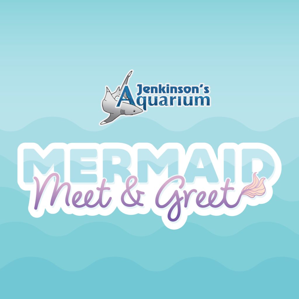 merrmaid meet & great at jenkinsons aquarium