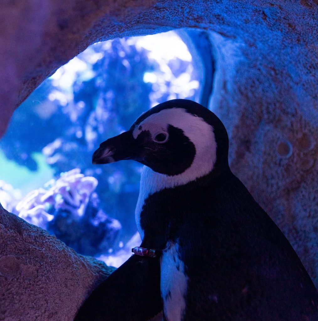 penguin awareness day at jenkinsons boardwalk on January 18 2025 11am-4pm