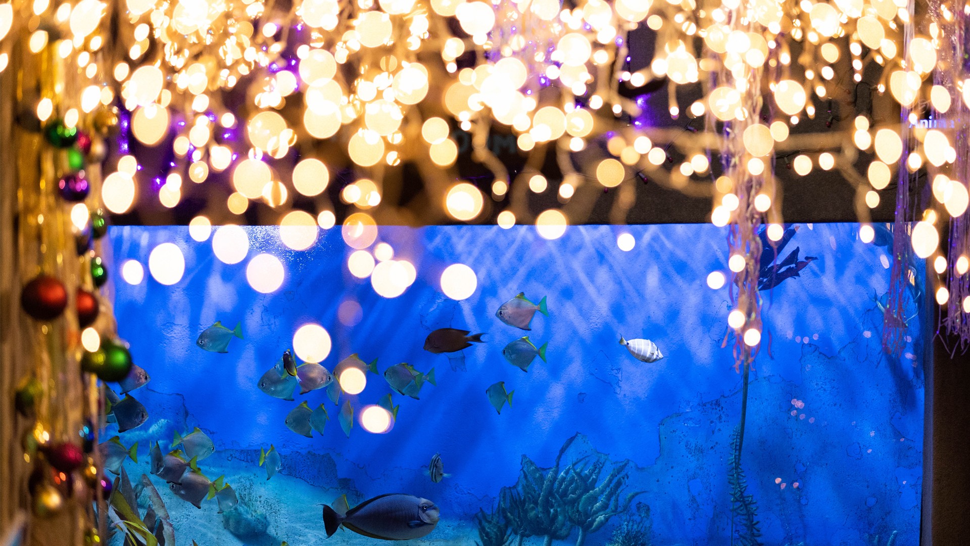 jenkinsons aquarium decorated for the holiday event, seas & greetings