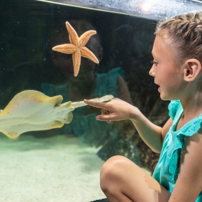 Girl with braids views stingray and sea star at Jenkinson's Aquarium's touch tank
