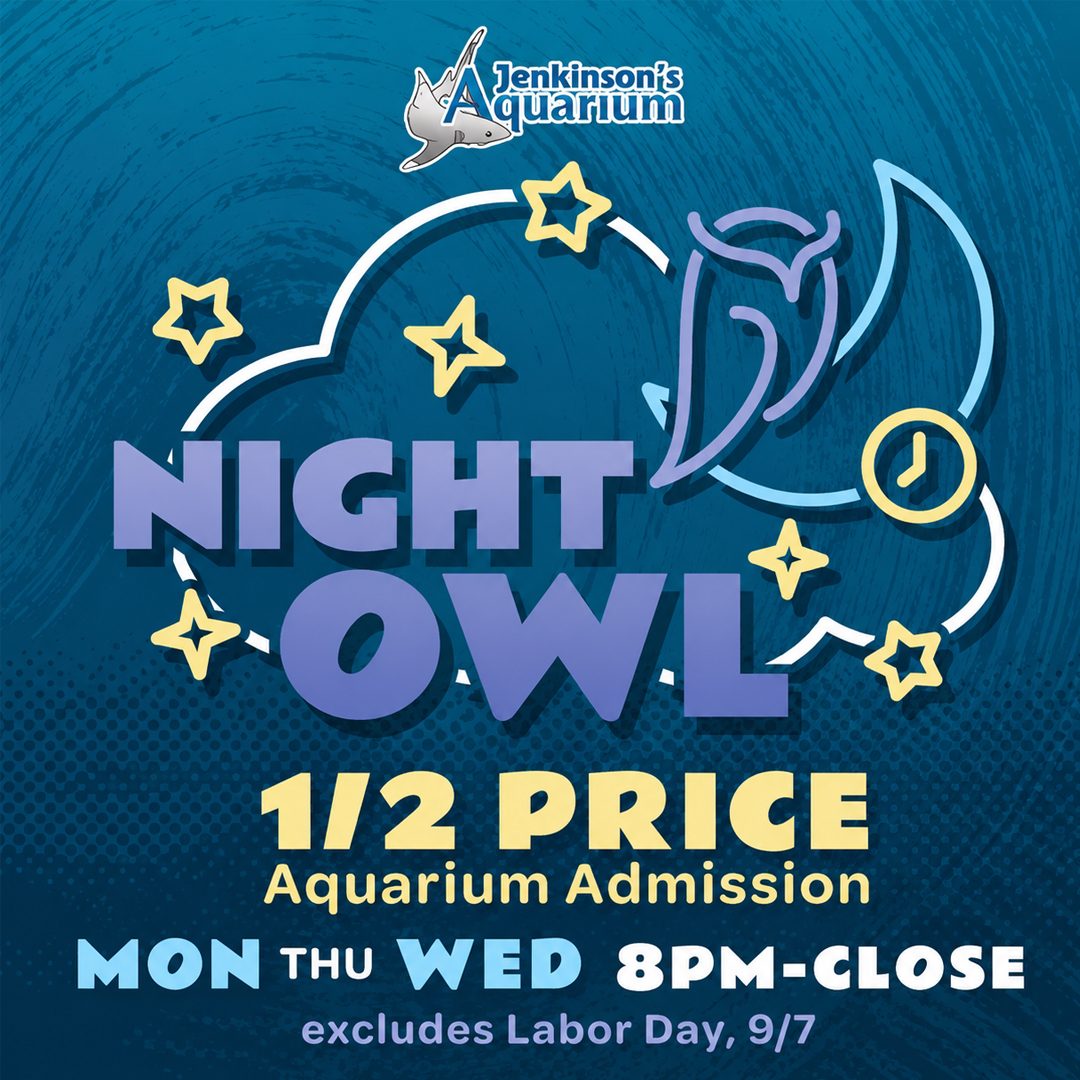 aq-night-owl
