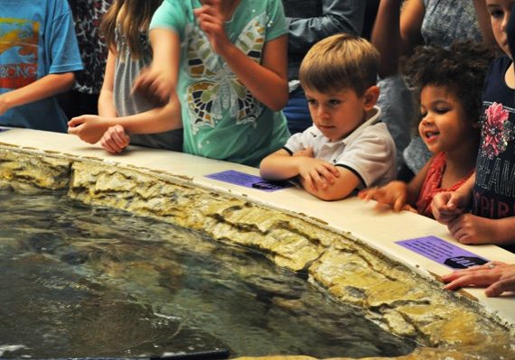 A young boy looking at fish at Jenkinson's Aquarium