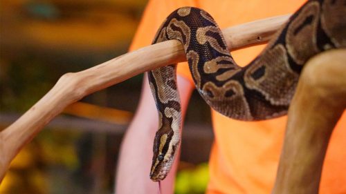 A snake wrapped around a branch during a live animal encounter at Boo at the Boardwalk.